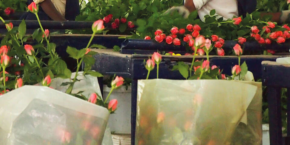 Plants and Flowers ALDI UK Plants and Flowers ALDI UK