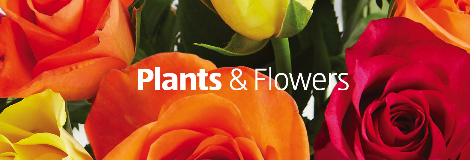  Plants  and Flowers  ALDI  UK