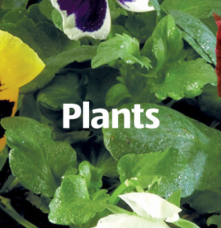 Outdoor Plants ALDI UK Outdoor Plants ALDI UK