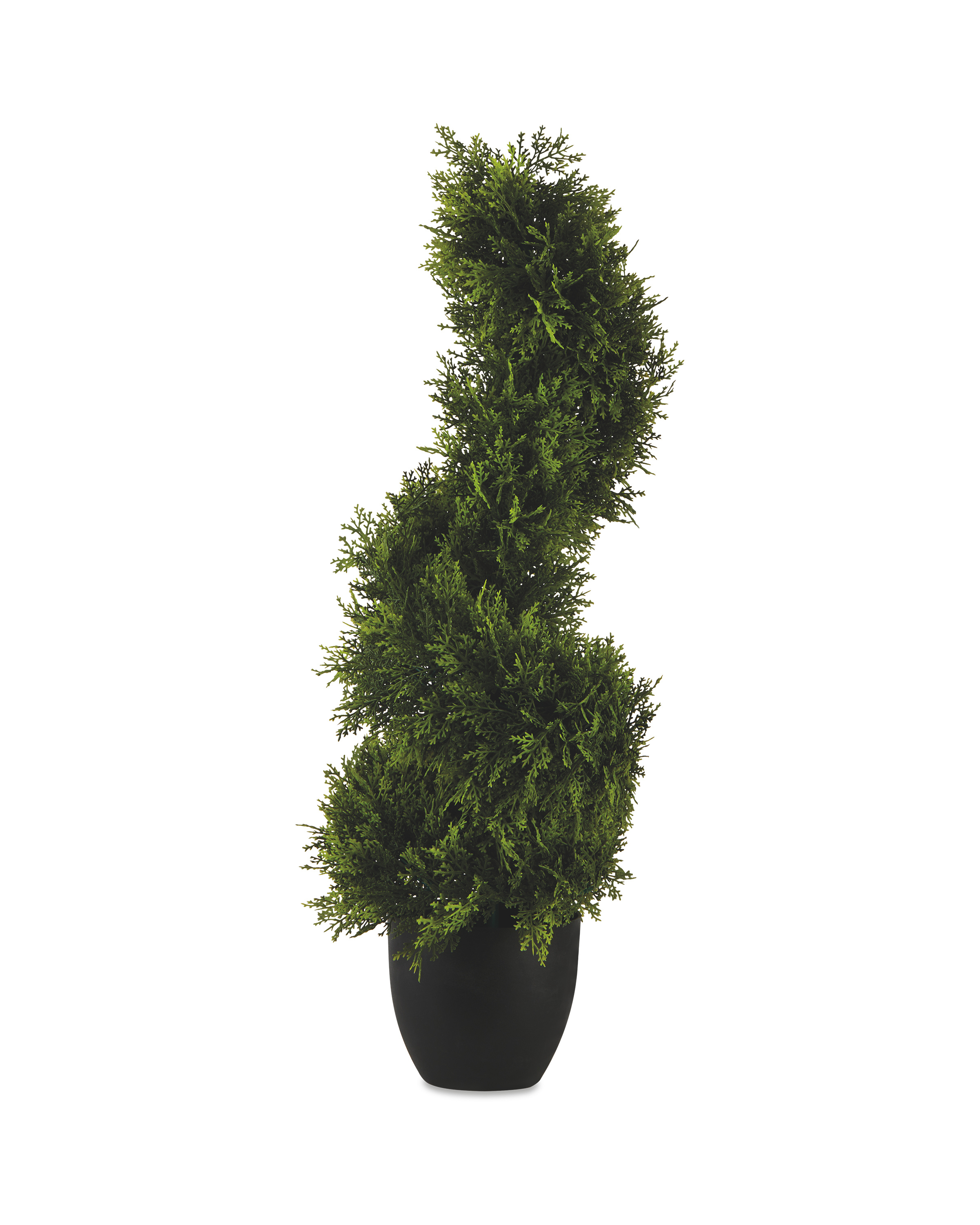 Cypress Topiary Spiral Tree ALDI UK