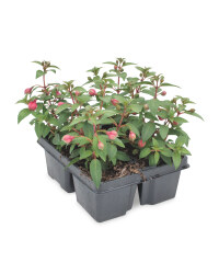 The Green Garden Fuchsia 4 Pack