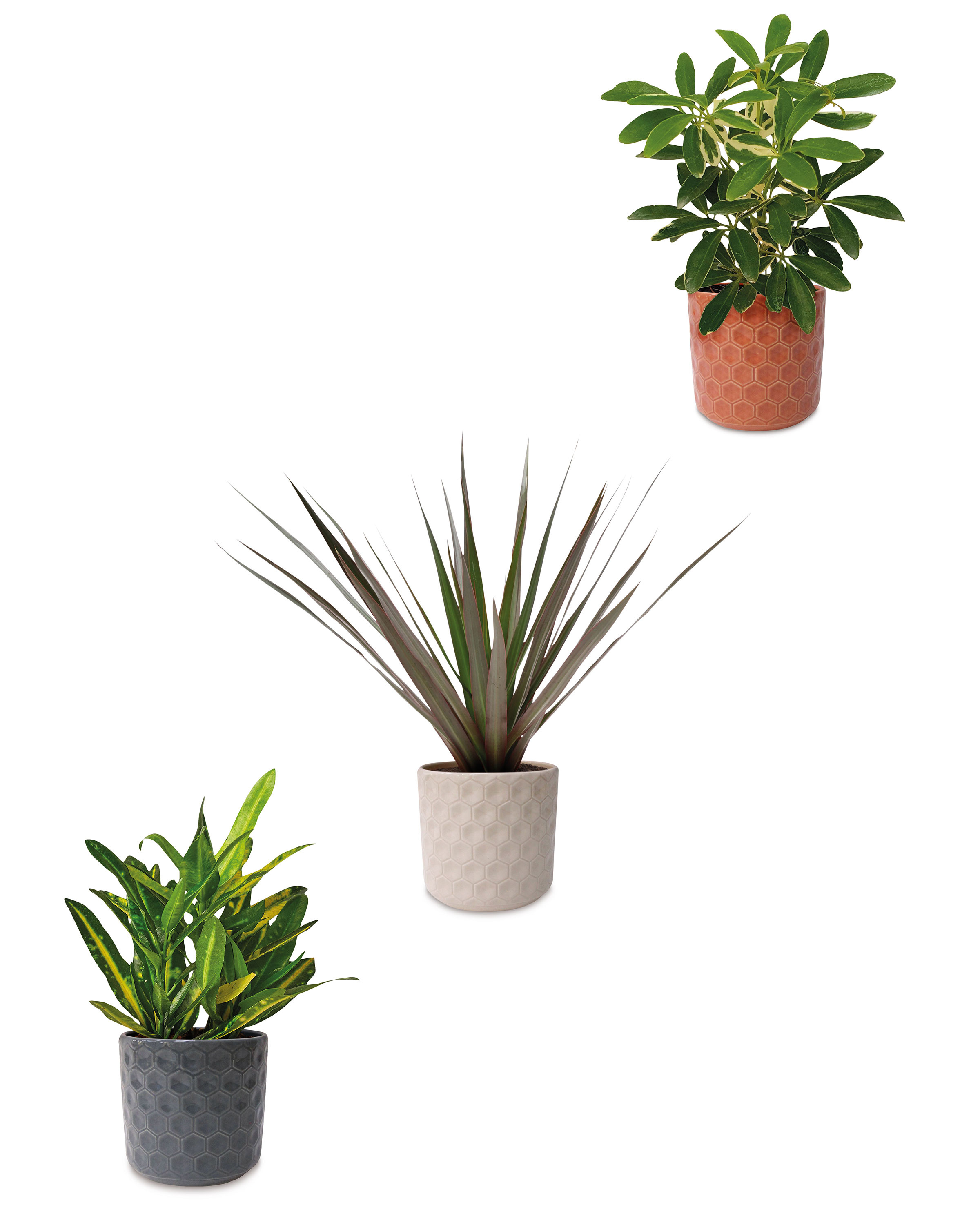 Ceramic & Plant ALDI UK