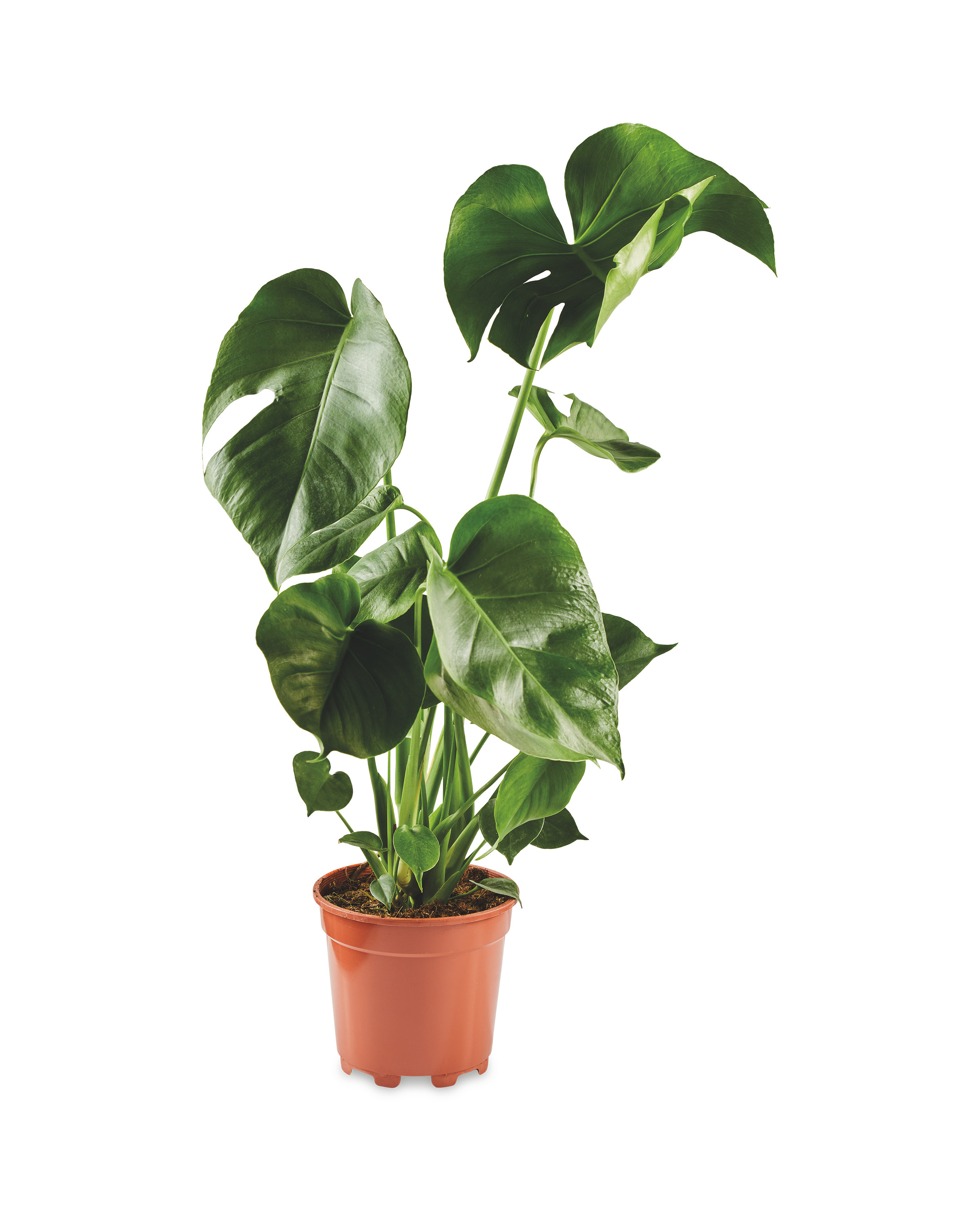 Large House Plant 17cm ALDI UK