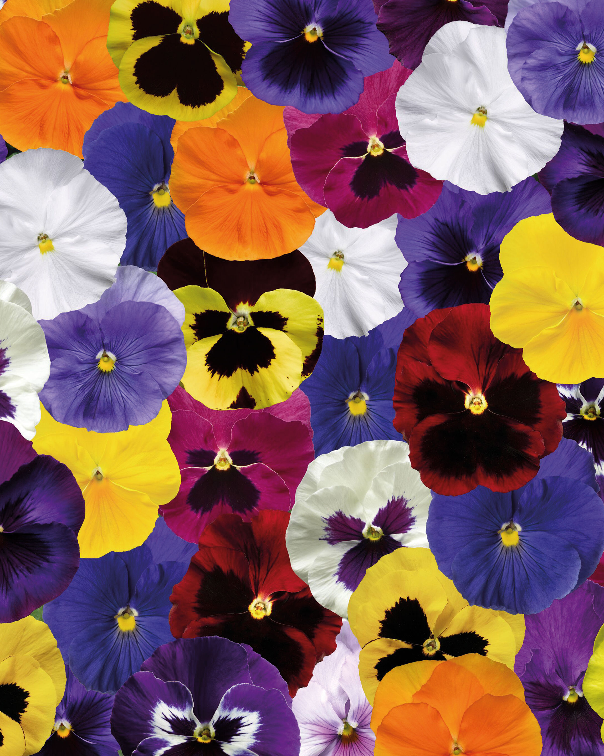 Mixed Hanging Basket ALDI UK