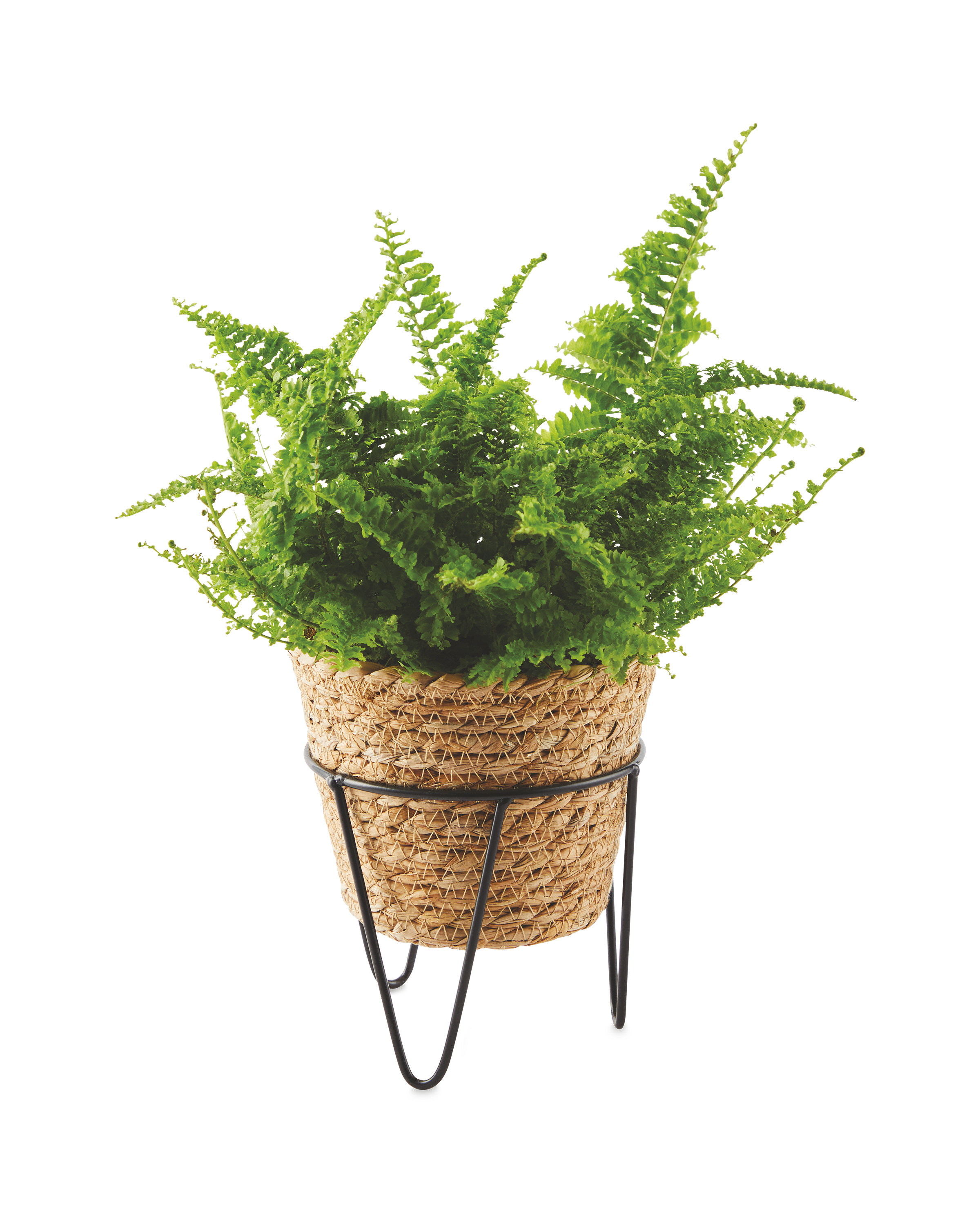 Wicker Foliage on Stand 12cm ALDI UK