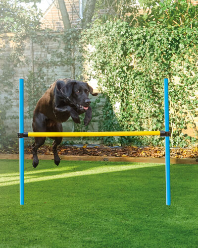 Aldi agility set Clearance