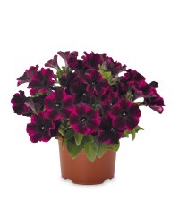 The Green Garden Petunia 2L