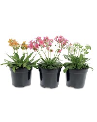 Senetti, Strawberry and Lewisia