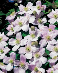 Spring Clematis