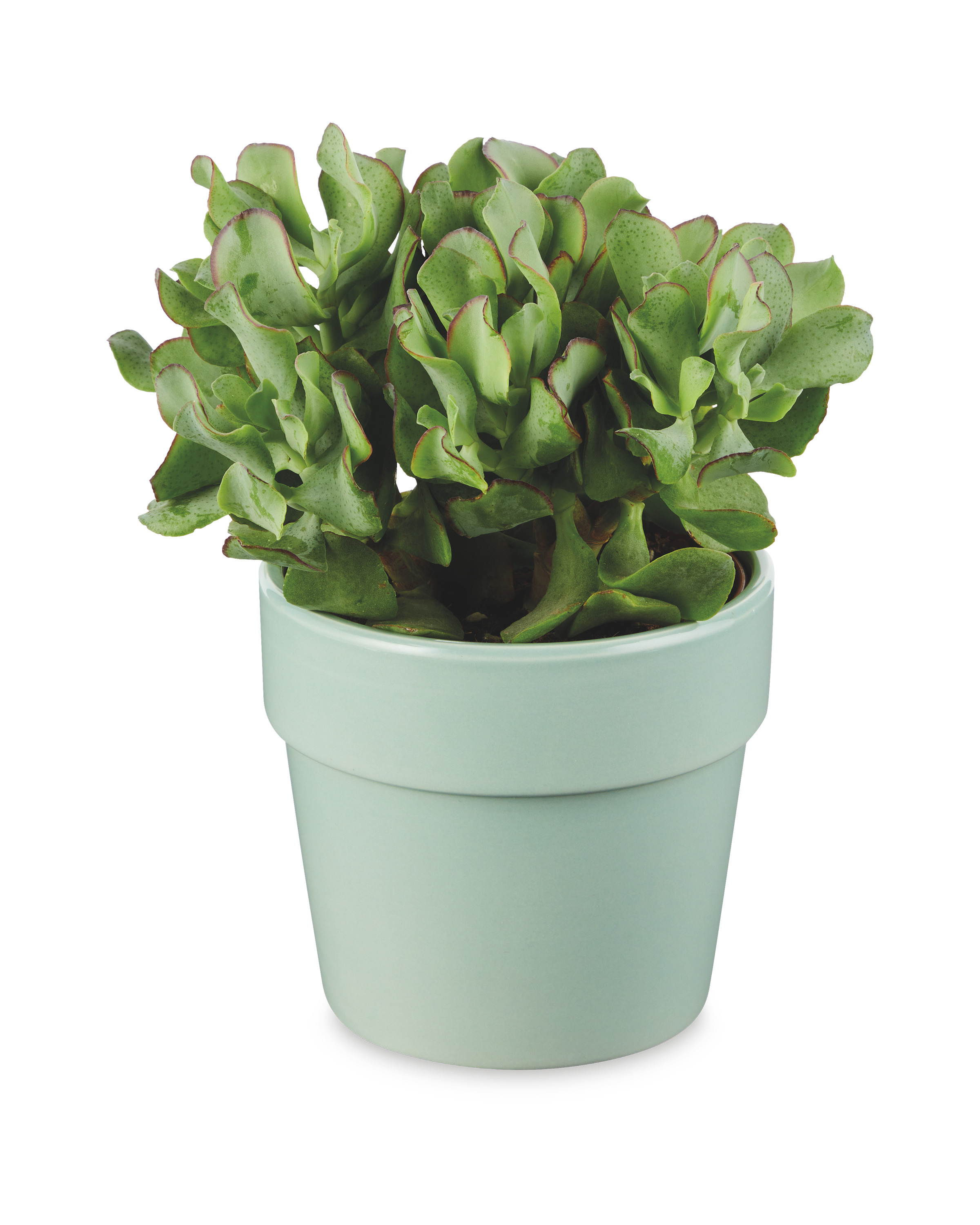 Succulent Mix in Ceramic ALDI UK