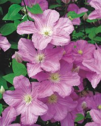 The Green Garden Summer Clematis