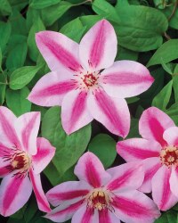 The Green Garden Climbing Plants