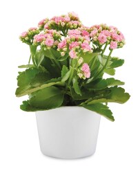 The Green Garden Kalanchoe In Pot